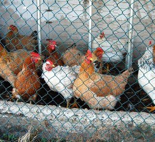 A Chivasso focolaio di aviaria in un allevamento di polli