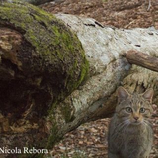 Il ritorno del gatto selvatico in Piemonte: una serata per scoprire la magia della natura