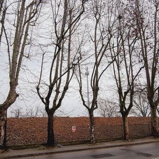 I platani di corso Savona (J.Dem.A)