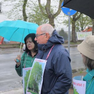 Si avvicina il taglio dei sette platani di Corso Savona: il Circolo Sequs diffida il Comune.
