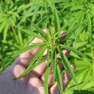 Cosa succede al commercio di cannabis light dopo l’approvazione del decreto sicurezza? Lo spiega un’azienda in provincia di Asti