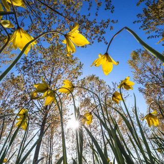 Fioriture spontanee nei boschi del Nord Astigiano riprese da Enzo Isaia