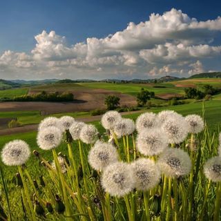 Primavera nel Nord Astigiano ritratta da Enzo Isaia