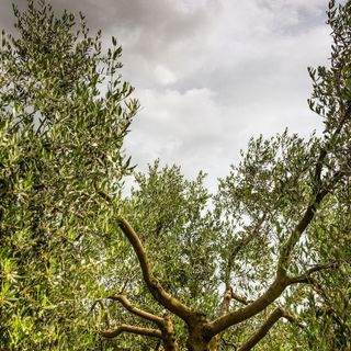 Una delle immagini del contest Giro d'Olio