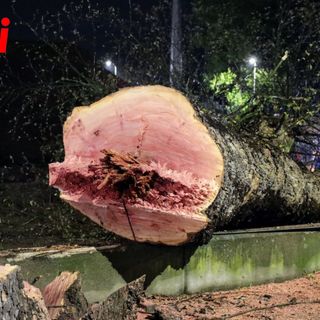 Il tronco di uno dei platani abbattuti