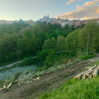 Portacomaro, polemiche sull'abbattimento degli alberi al parco Pollaro: l'opposizione chiarimenti