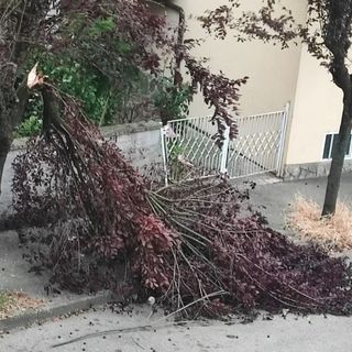 Un albero caduto ieri ad Asti in via Catalani