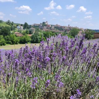 Castelnuovo Don Bosco, Una serata di musica e danza in solidarietà con Gaza