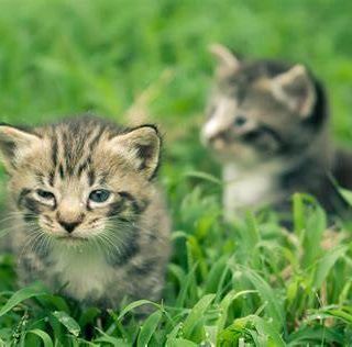 Immagine di repertorio