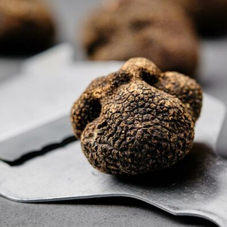Tartufo nero dell'Astigiano, presto in fiera