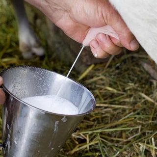 Latte crudo, la Lega chiede alla Regione di tutelare i produttori piemontesi