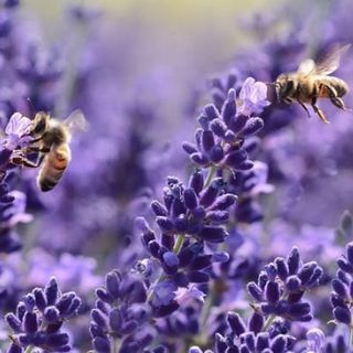 Api, apicoltori e miele dell'Astigiano si presentano oggi a Soglio