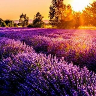 Lavanda dell'Astigiano a Castelnuovo don Bosco