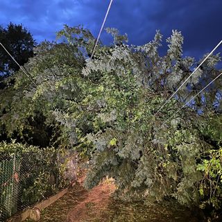Rami prontamente rimossi da vigili del fuoco e Protezione Civile