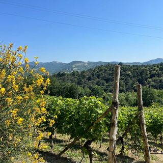 La Vigna magica di Vesime rivive grazie ai giovani artisti del liceo artistico di Acqui Terme
