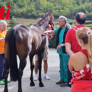 Il cavallo di Moncalvo (Merphefoto) Il cavallo di Moncalvo (Merphefoto)