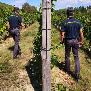 Dalla vigna al ristorante, l'estate "in nero" scoperta dai finanzieri di Asti e Canelli