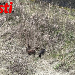 Cinghiali a Canelli (febbraio 2025)