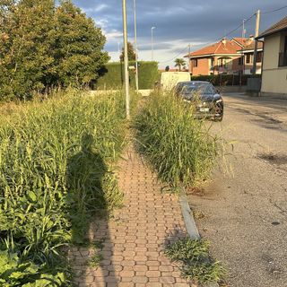 "Quelle erbacce sono un muro invalicabile per i disabili"