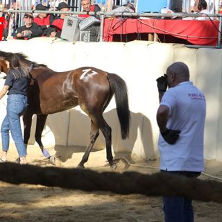 La cavalla  Zia Zelinda di San Marzanotto viene ritirata (Merphefoto)