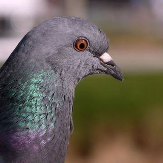 Sospesa la delibera sui piccioni: colpo di scena al TAR