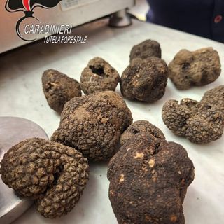 Tartufi in vendita fuori periodo, sequestro e sanzione ad Asti