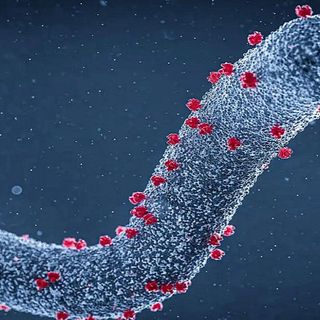 Sospetto caso di Marburg virus, il tampone ha dato esito negativo