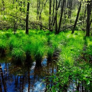 Castelnuovo Don Bosco, torna “Fuma c’anduma!”: passeggiata nel bosco di Santonco per creare un erbario collettivo