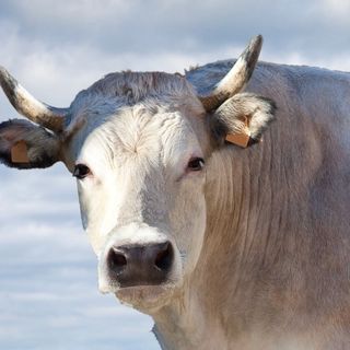 Fiera Nazionale di Sua Maestà il Bue Grasso di Moncalvo: il grande rito d’inverno del Monferrato