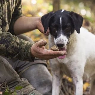 Il Piemonte pianifica il futuro del tartufo: “Tuber Next Gen 2025” fa tappa anche ad Asti