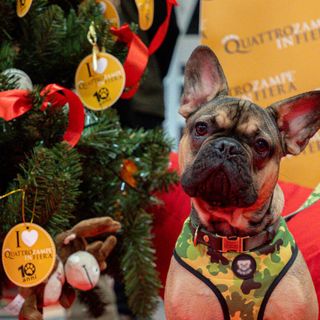 Quattrozampeinfiera: a Torino l'edizione di Natale