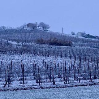 Una vigna imbiancata a San Martino Alfieri (immagine tratta dal canale telegram di Dati Meteo Asti)