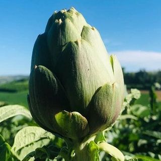 Viviamo in un posto bellissimo che festeggia il suo carciofo