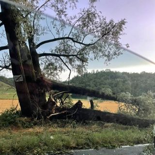 Albero in viale don Bianco