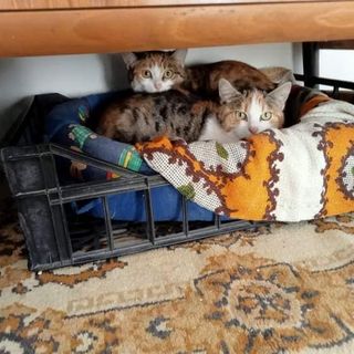 Alcuni dei micetti in cerca di casa