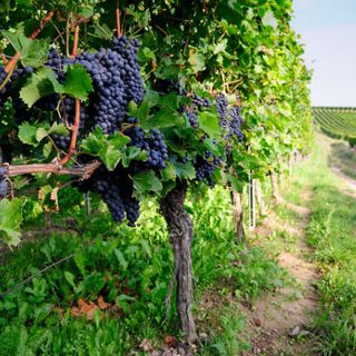 Un bando per promuovere gli investimenti nel mondo del vino
