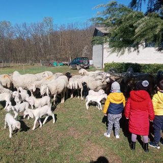 I piccoli della scuola d'infanzia di Castelnuovo Belbo alla scoperta di un gregge di pecore