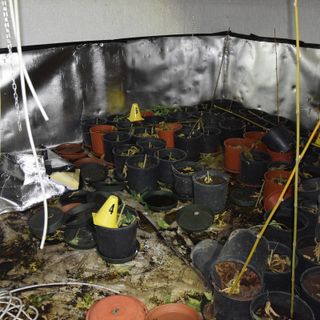 Quarto Superiore: rinvenute e sequestrate un’ottantina di piante di marijuana