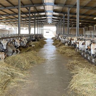 Alcuni dei capi allevati da Andrea Rabino