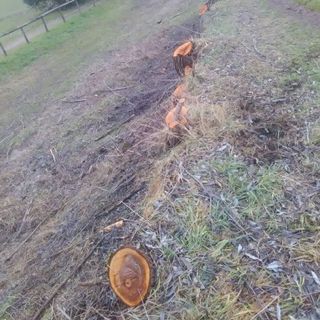 Ceppi alberi tagliati lungo la sponda del Tanaro