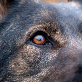 Animali d’affezione, necessaria una maggiore tutela. Cirio: &quot;Piemonte all'avanguardia per la prevenzione al randagismo&quot;