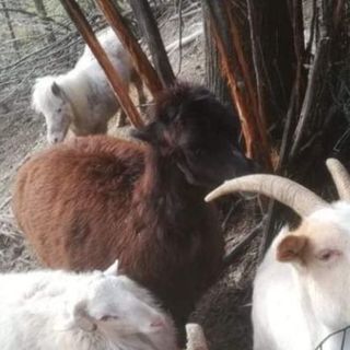 Alcuni degli animali accuditi da Franco Trento