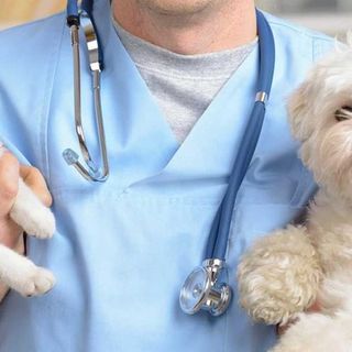 Coronavirus, Associazione Nazionale Medici Veterinari Italiani  &quot;Attenersi a fonti ufficiali. No a speculazioni su ciò che non è scientificamente dimostrato&quot;