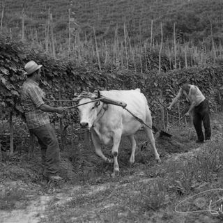 Aratura a Barolo, 1978