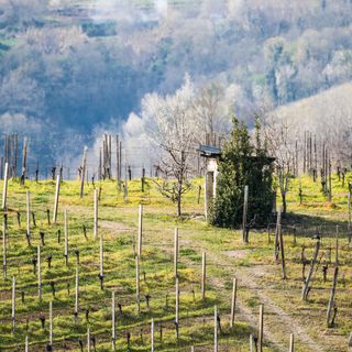 Bellezza naturale delle Colline Alfieri