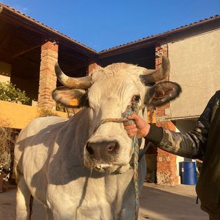 Bue grasso di Moncalvo