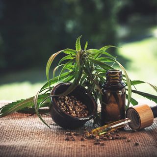 Cannabis light per animali: ecco cosa sapere