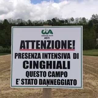 Caso di peste suina nell'Astigiano: Cia chiede intervento dell'esercito