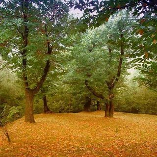 Giornata internazionale delle foreste: il documentario &quot;La via del bosco&quot; sul canale Youtube della Regione