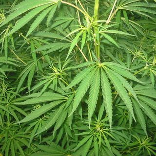 Cannabis sativa